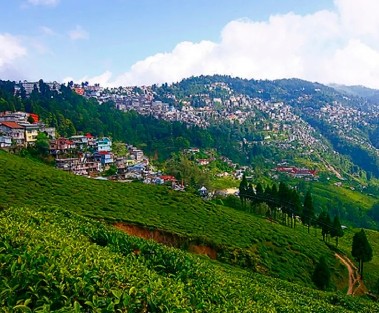 Misty Hills Darjeeling Misty Hills Darjeeling