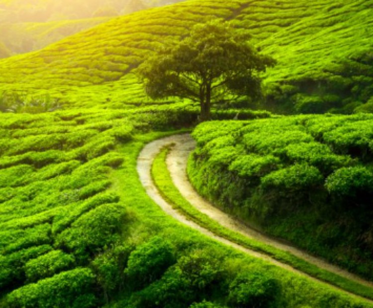 Dreams of Heaven Dreams of Heaven