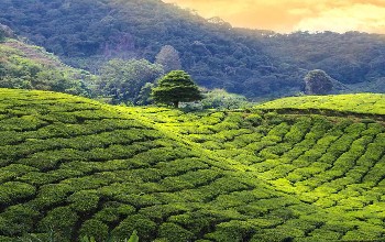 Heavenly Beauty of Darjeeling & Gangtok Heavenly Beauty of Darjeeling & Gangtok