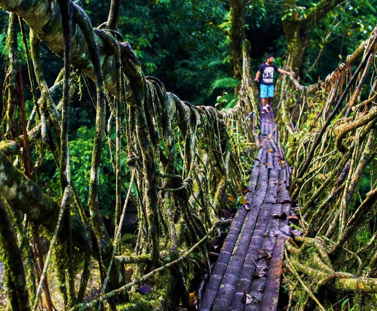 Meghalaya Tour With Living Root Bridge Meghalaya Tour With Living Root Bridge