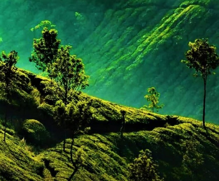 Splendid Darjeeling Splendid Darjeeling