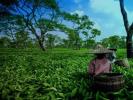 Assam & Meghalaya