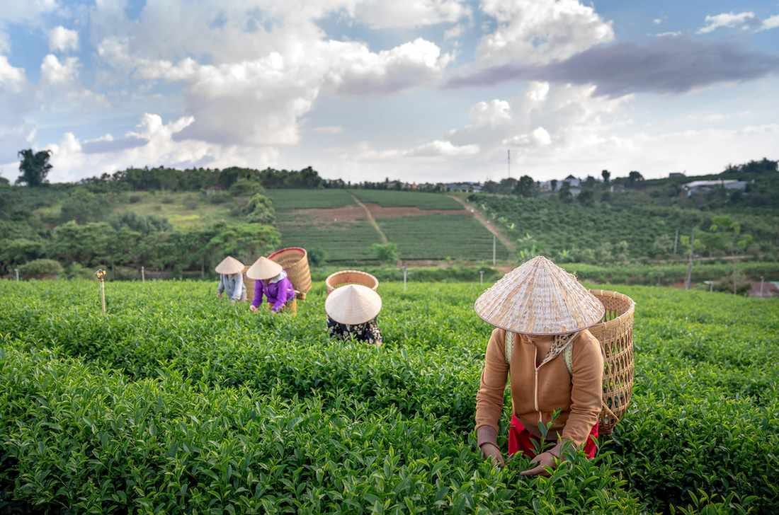 Tea Garden Banner