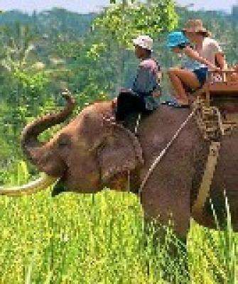 Elephant Safari